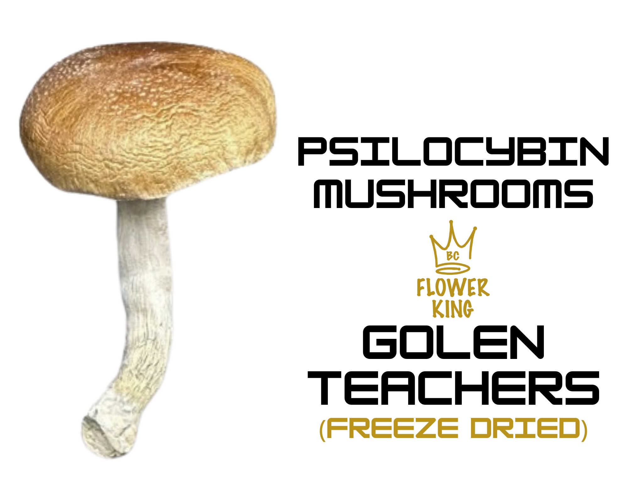 Golden Teacher1 PSILOCYBIN MUSHROOMS <br> GOLDEN TEACHERS (FREEZE DRIED) - Image 1