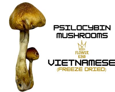 PSILOCYBIN MUSHROOMS <br> VIETNAMESE (FREEZE DRIED)