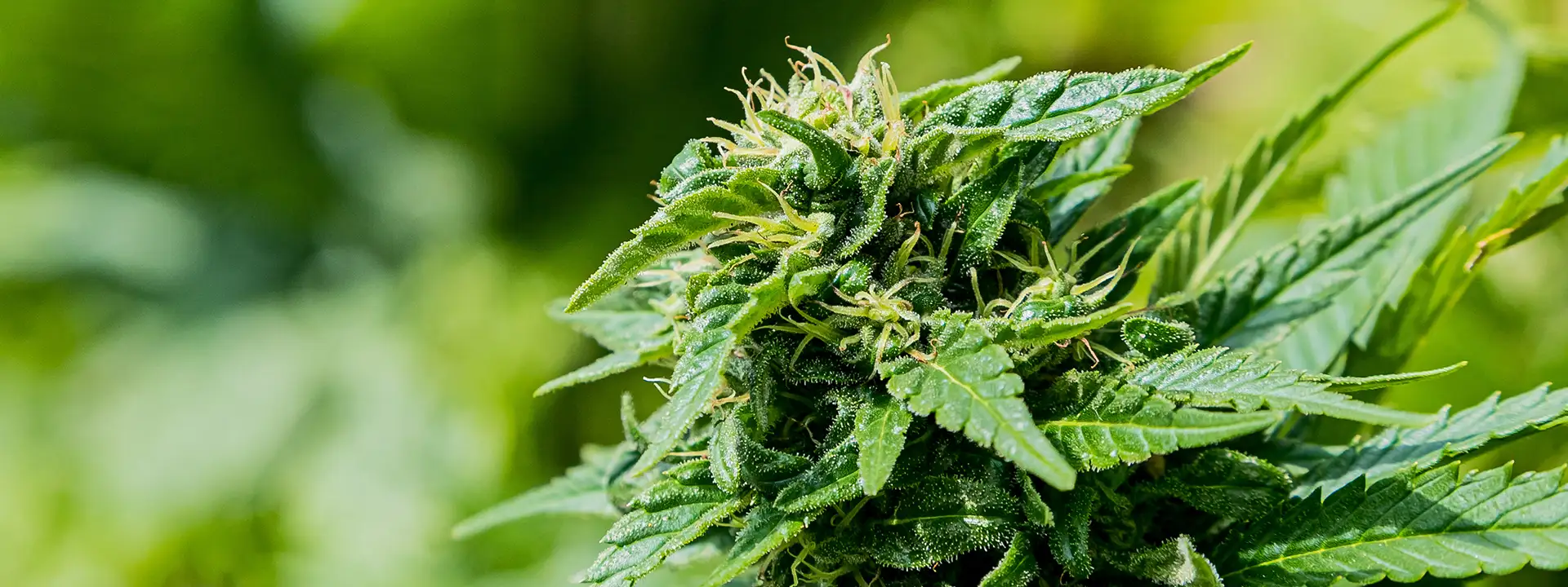 Top BC cannabis flower strains featured in the 2026 strain guide.